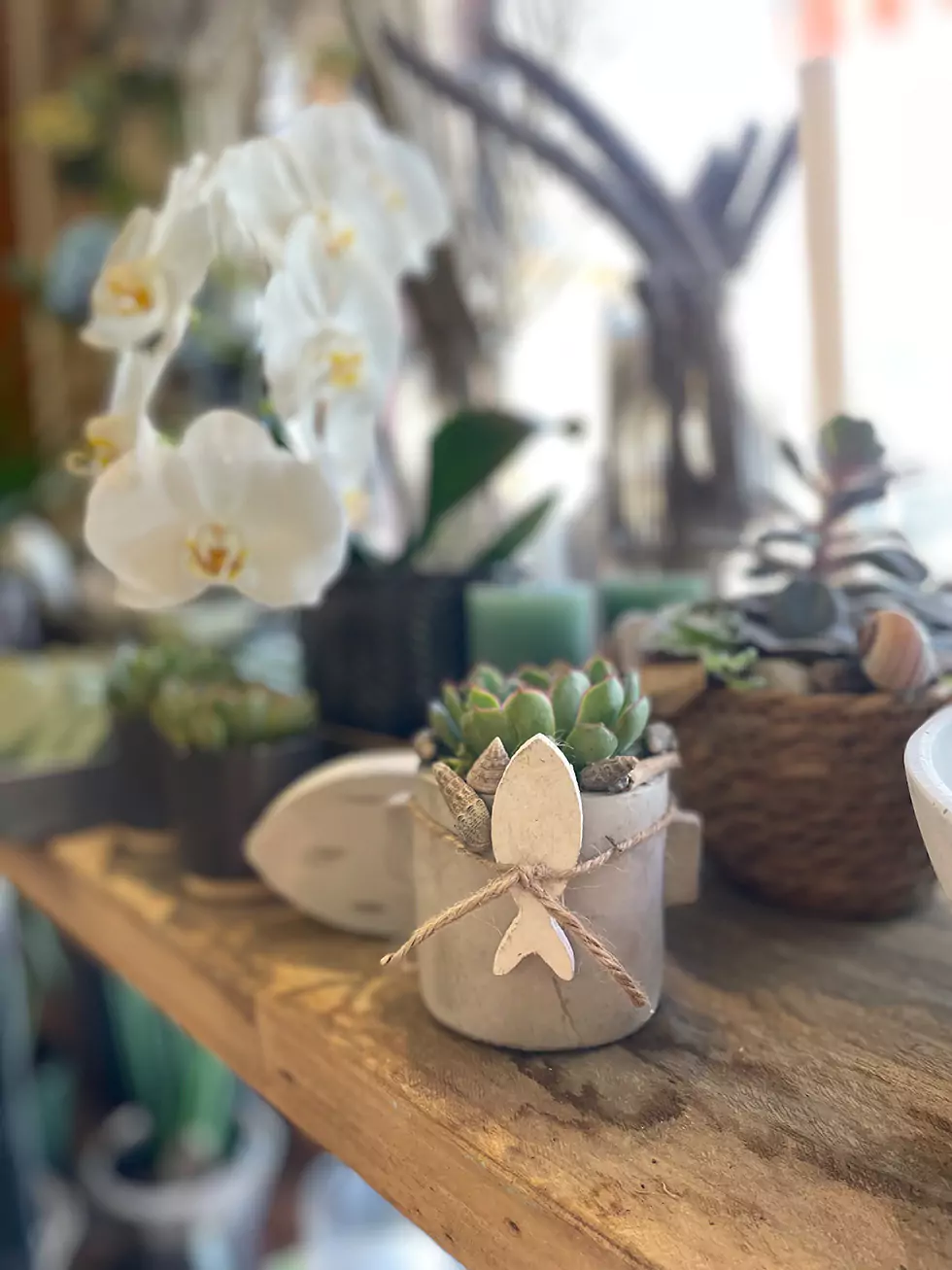 Kleine Sukkulente in grauem Steintopf als Dekoration